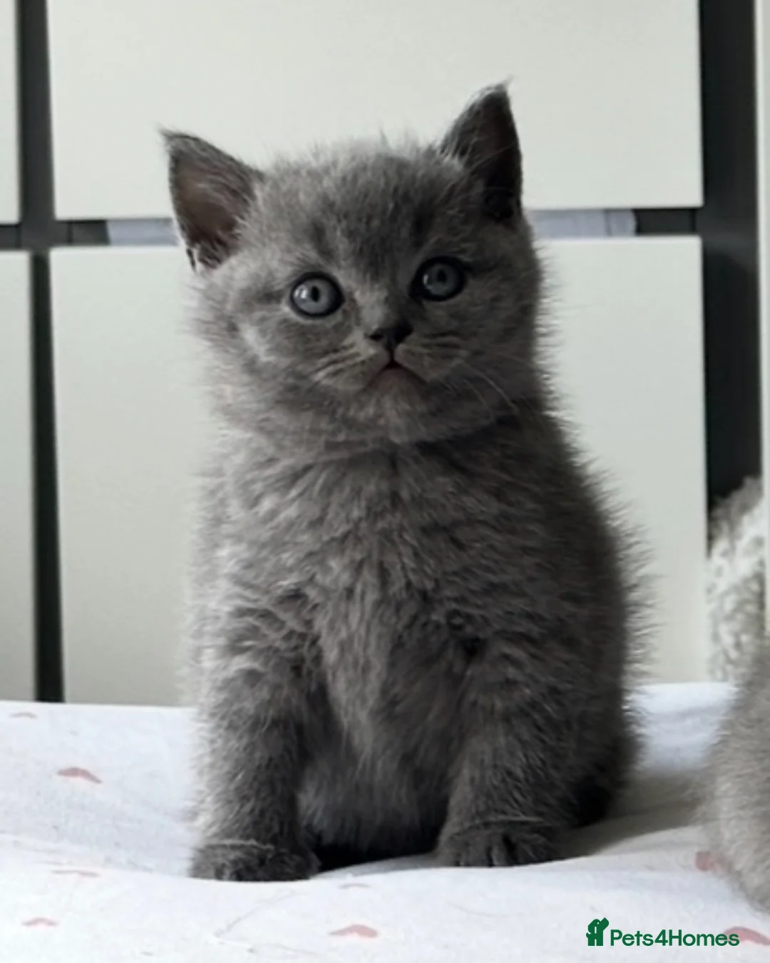 British Shorthair cats for sale: REDUCED BRITISH SHORTHAIRS FOR SALE  - Advert 2