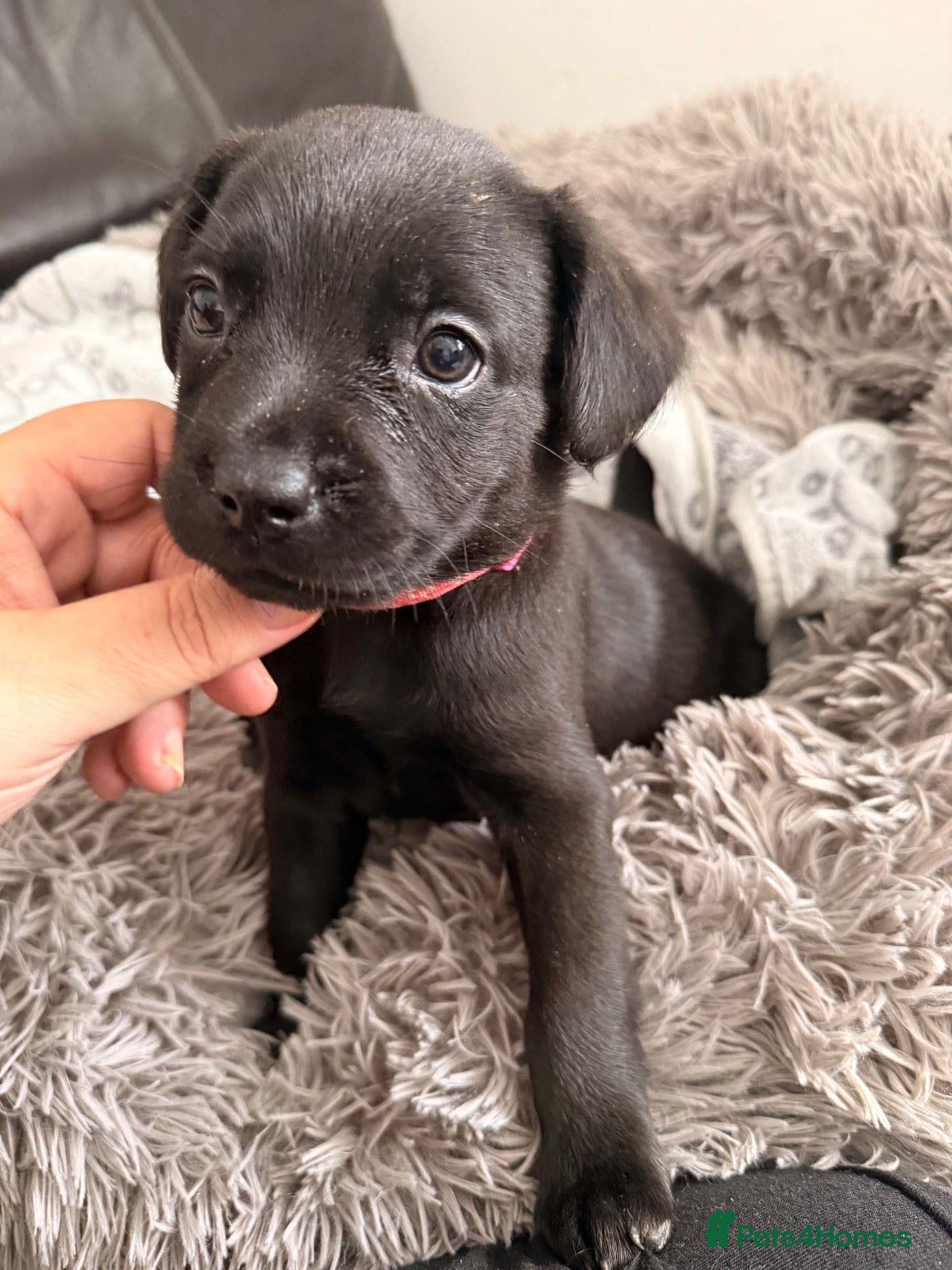 Mixed Breed dogs Reduced Fluffy frenchie x Labrador left. 1 girl - Advert 9
