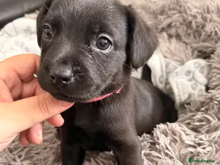 Mixed Breed dogs Reduced Fluffy frenchie x Labrador left. 1 girl - Advert 9
