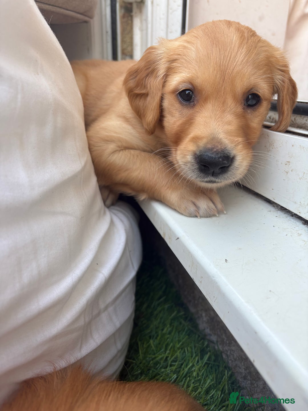 Golden Retriever dogs for sale: 🐾 Ready Soon!! KC Golden Retriever Male Puppies - Image 12