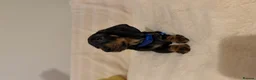 Miniature Dachshund dogs for sale: Adorable Puppies Ready for Loving Homes 🐾 - Advert 8