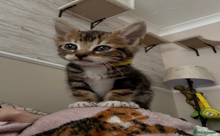 Bengal cats - Advert 9