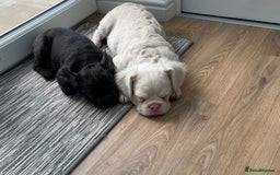 French Bulldog dogs for sale: Fluffy French Bulldog  - Image 5