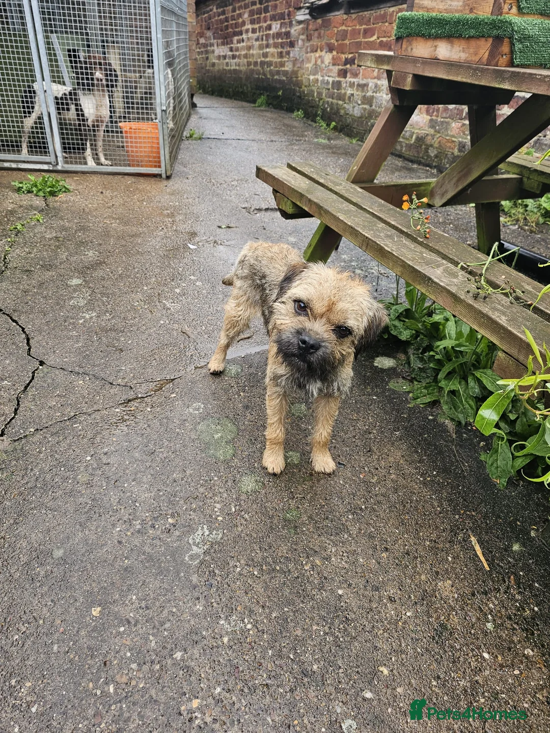Border Terrier dogs for stud: KC SLEM clear Oxcroft border terrier proven stud in Chesterfield - Advert 8