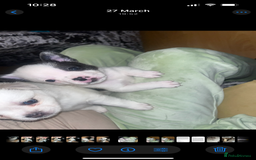 Mixed Breed dogs for sale: Adorable bitch 6 months old Pomsky  - Image 14