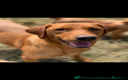 Labrador Retriever dogs for sale: KC FOX RED LABRADORS  - Image 18