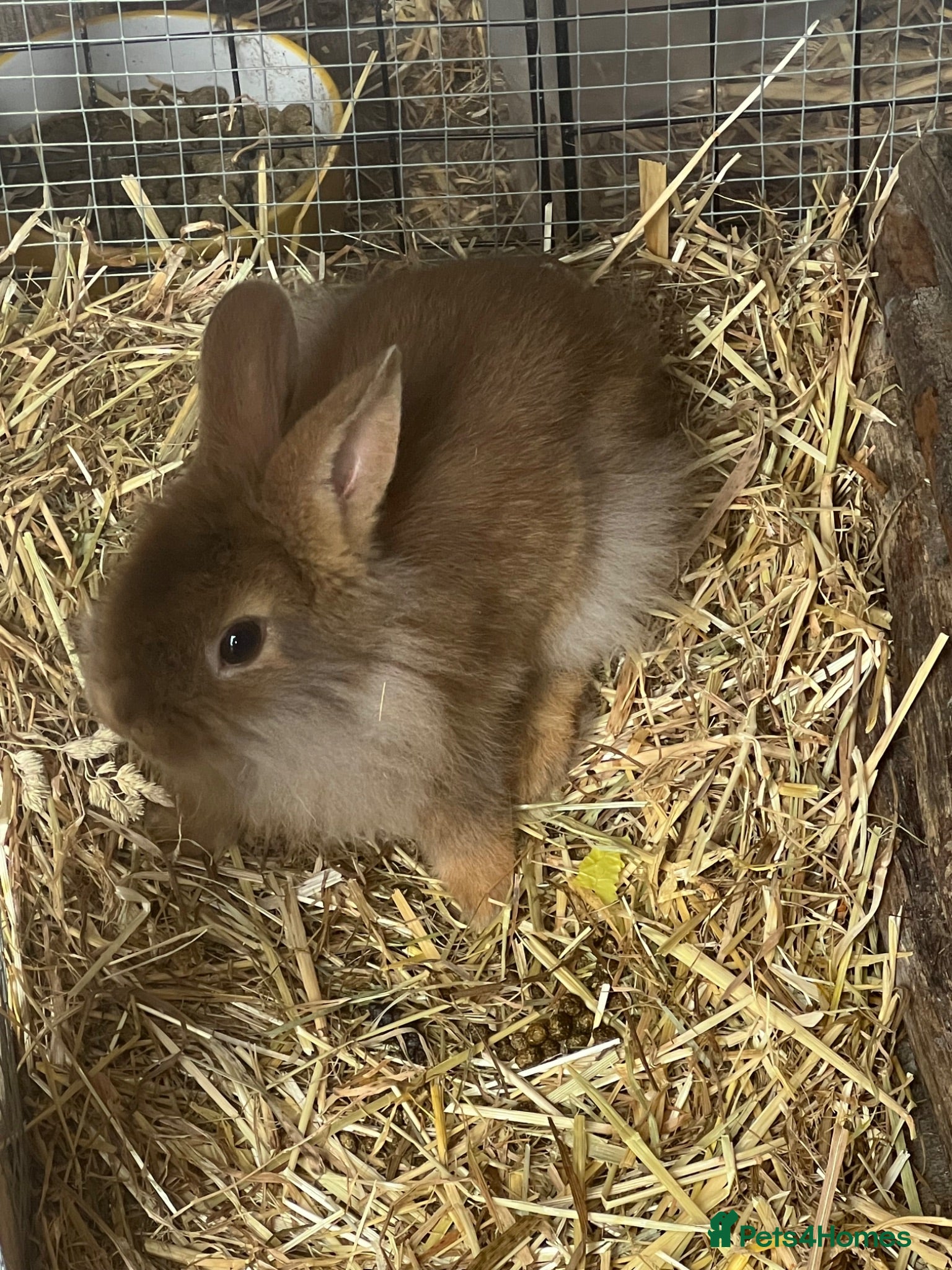 Lionhead rabbits Male lion head 8 weeks old  - Advert 1