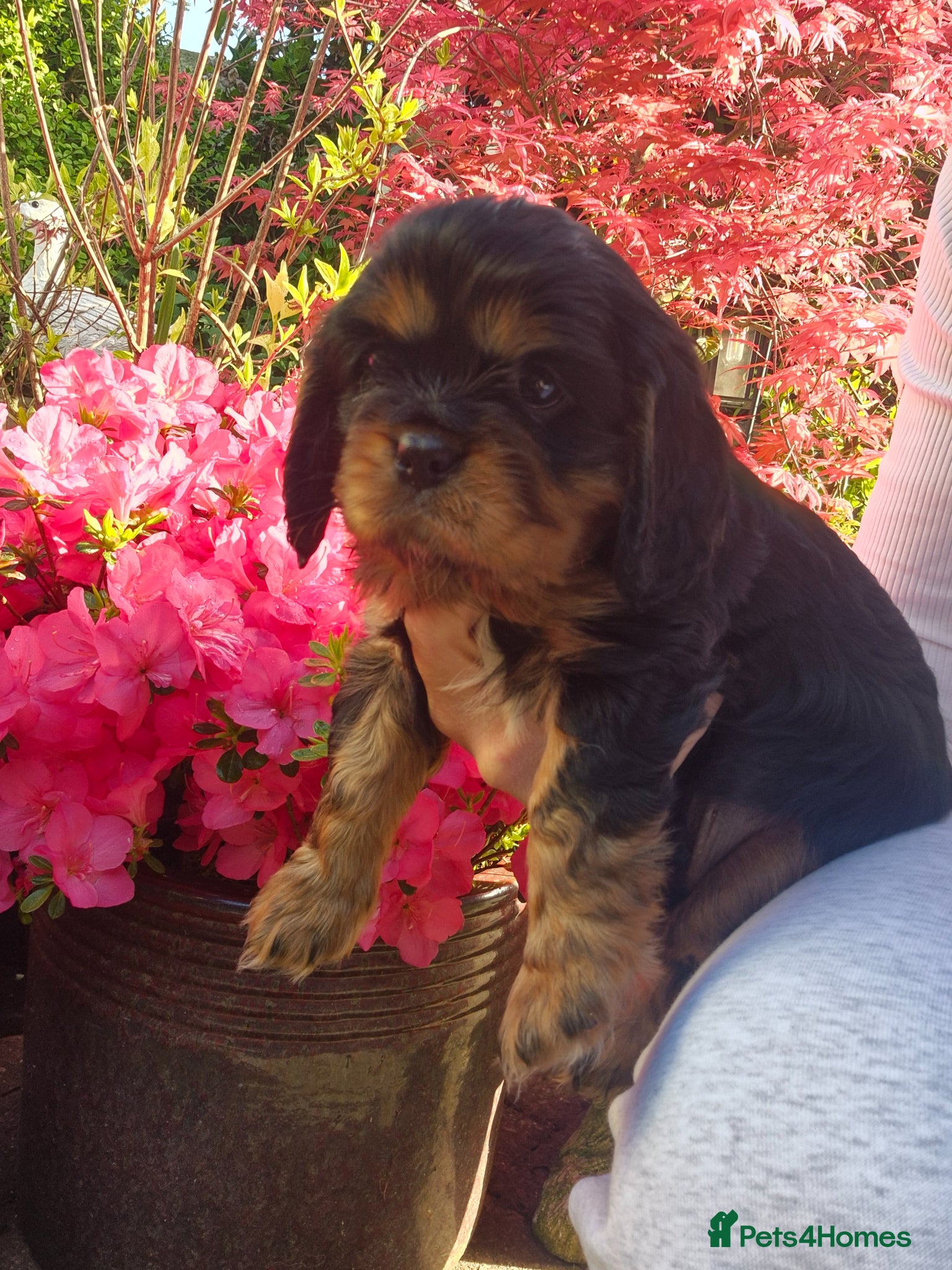 Cavalier King Charles Spaniel dogs Kc registered stunning puppies  - Advert 3