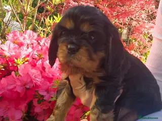 Cavalier King Charles Spaniel dogs Kc registered stunning puppies - Advert 3