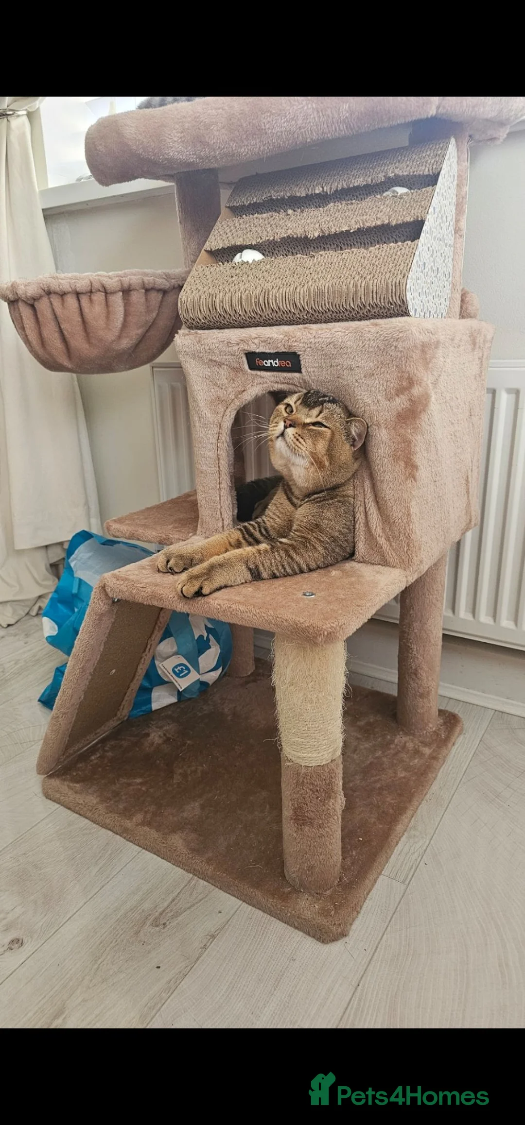 British Shorthair cats for sale: Golden British Shorthair male - Advert 2
