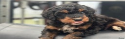 Bernedoodle dogs for sale: F1 BERNADOODLE BOYS AND GIRLS - Advert 7