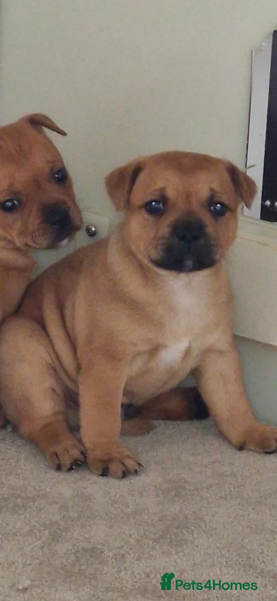 Staffordshire Bull Terrier dogs Red Staffordshire bull Terrier male  - Advert 1