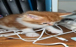 Mixed Breed cats for sale: Gorgeous ginger fluffy male kitten  - Advert 3