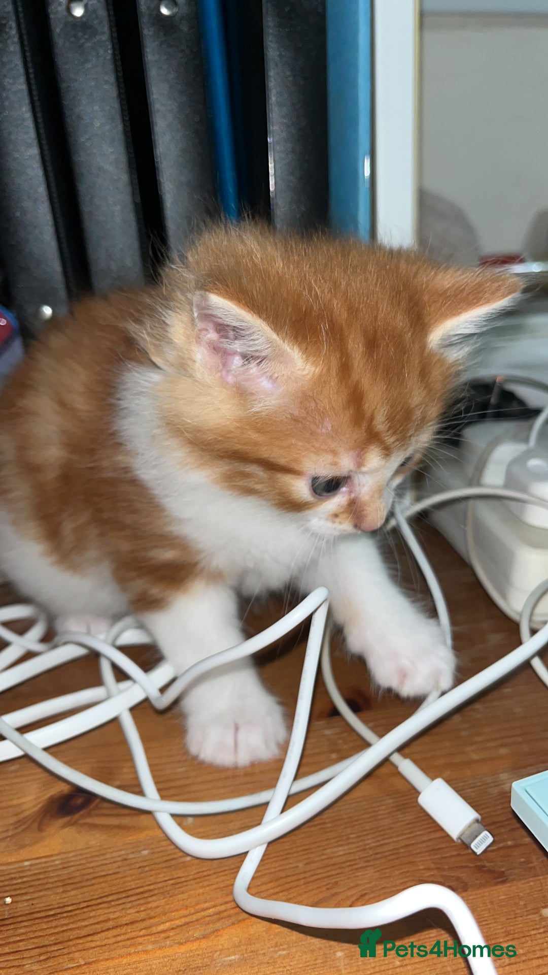 Mixed Breed cats for sale: Gorgeous ginger fluffy male kitten  - Advert 3
