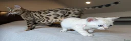 Bengal cats for sale: 🤍🤎🖤 GORGEOUS BENGAL KITTENS 🖤🤎🤍 - Advert 16