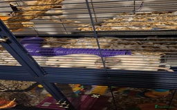 Rat rodents for sale: 3 Male Rats  - Image 2