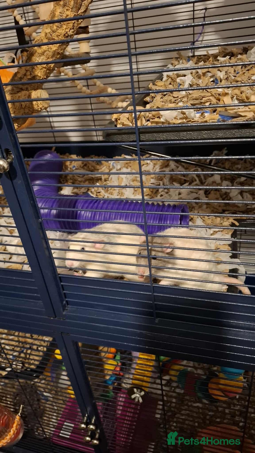 Rat rodents for sale: 3 Male Rats  - Image 2