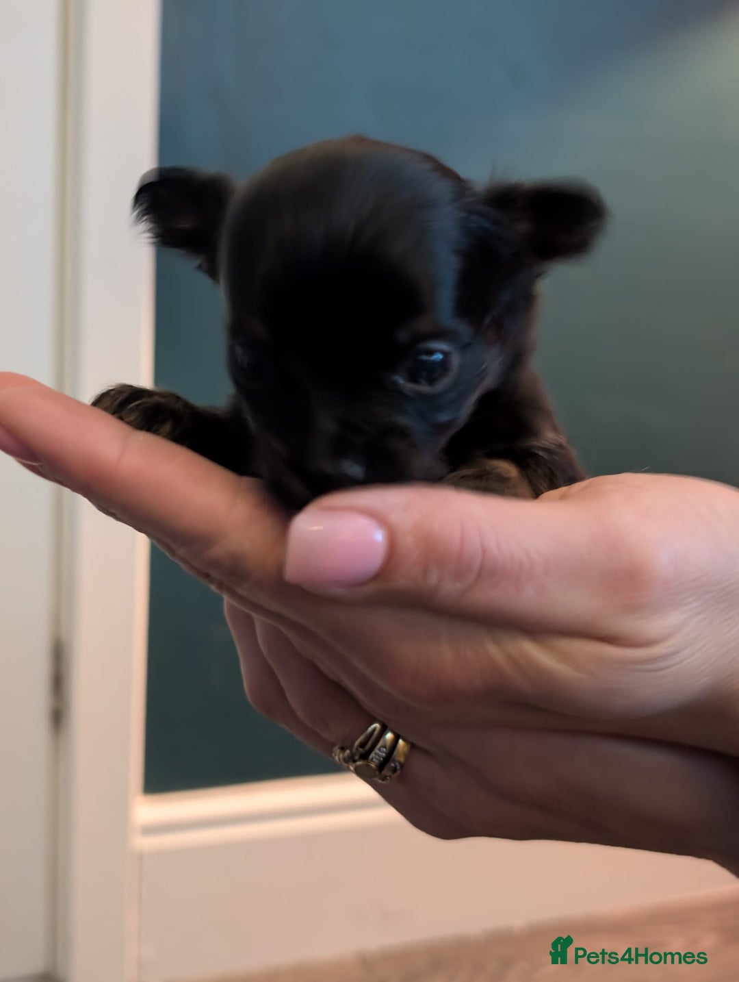 Chihuahua dogs for sale: GORGEOUS LONGHAIRED MERLE CHIHUAHUAS  - Advert 18