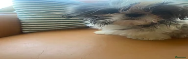 Shih Tzu 5