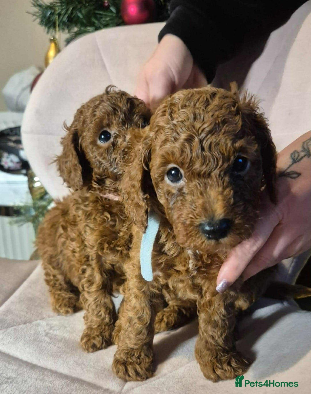 Toy Poodle dogs for sale: toy poodle  - Advert 1