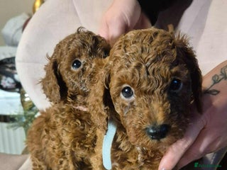 Toy Poodle dogs toy poodle - Advert 3