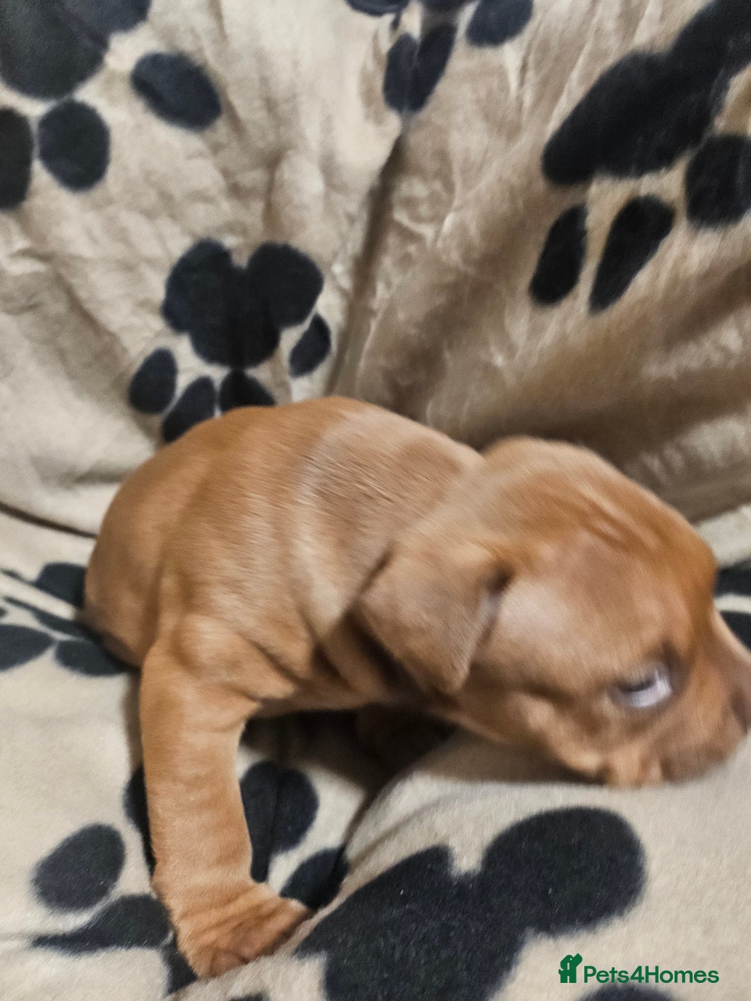 Mixed Breed dogs for sale: Mixed breed puppies - Advert 16
