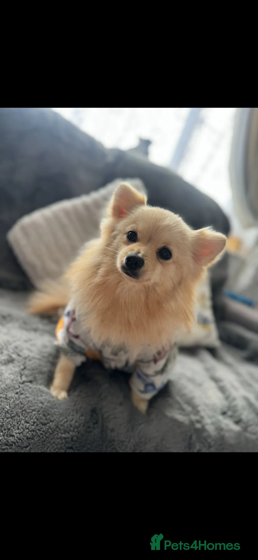 Pomeranian dogs for sale: Purebred Pomeranian puppies  in Southampton - Advert 13