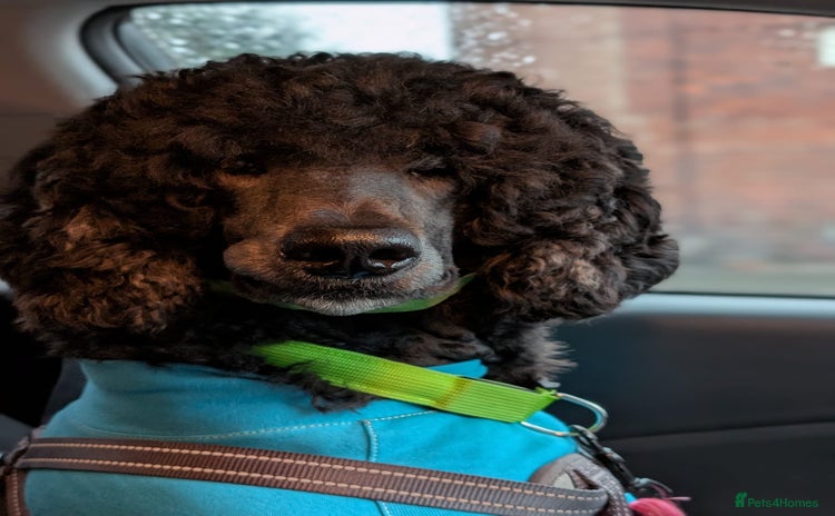 Standard Poodle dogs - Advert 1