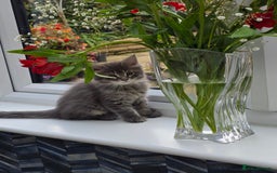 Maine Coon cats for sale: 4 x large bundles of fun - Image 19