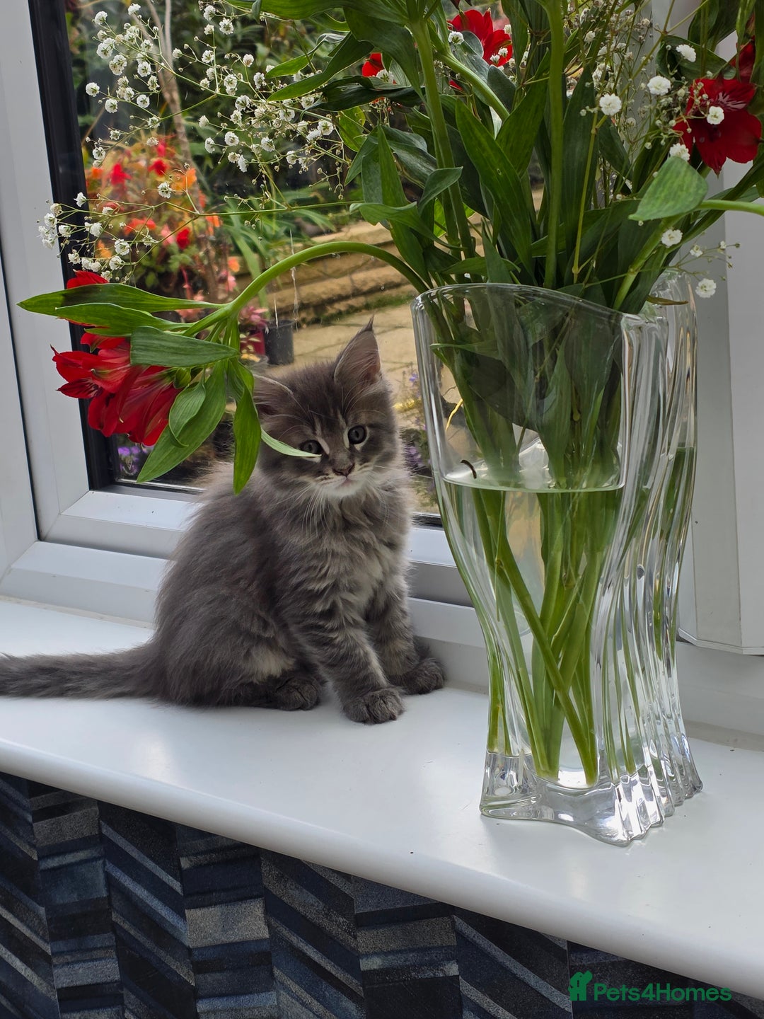 Maine Coon cats for sale: 4 x large bundles of fun - Image 19