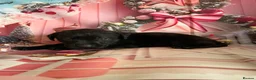 Labrador Retriever dogs for sale: Labrador puppies deposit secures in Castleford - Advert 19