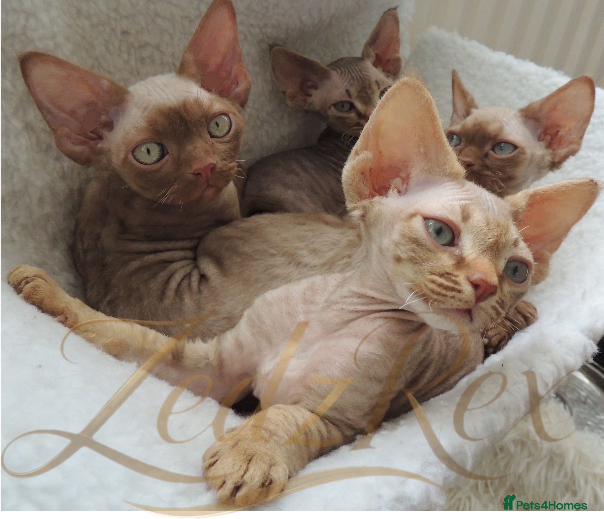 Devon Rex cats Beautiful Devon Rex Kittens For Sale - Advert 1