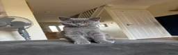 British Shorthair cats for sale: 2 Adult Cats / 1 kitten for sale - Advert 19