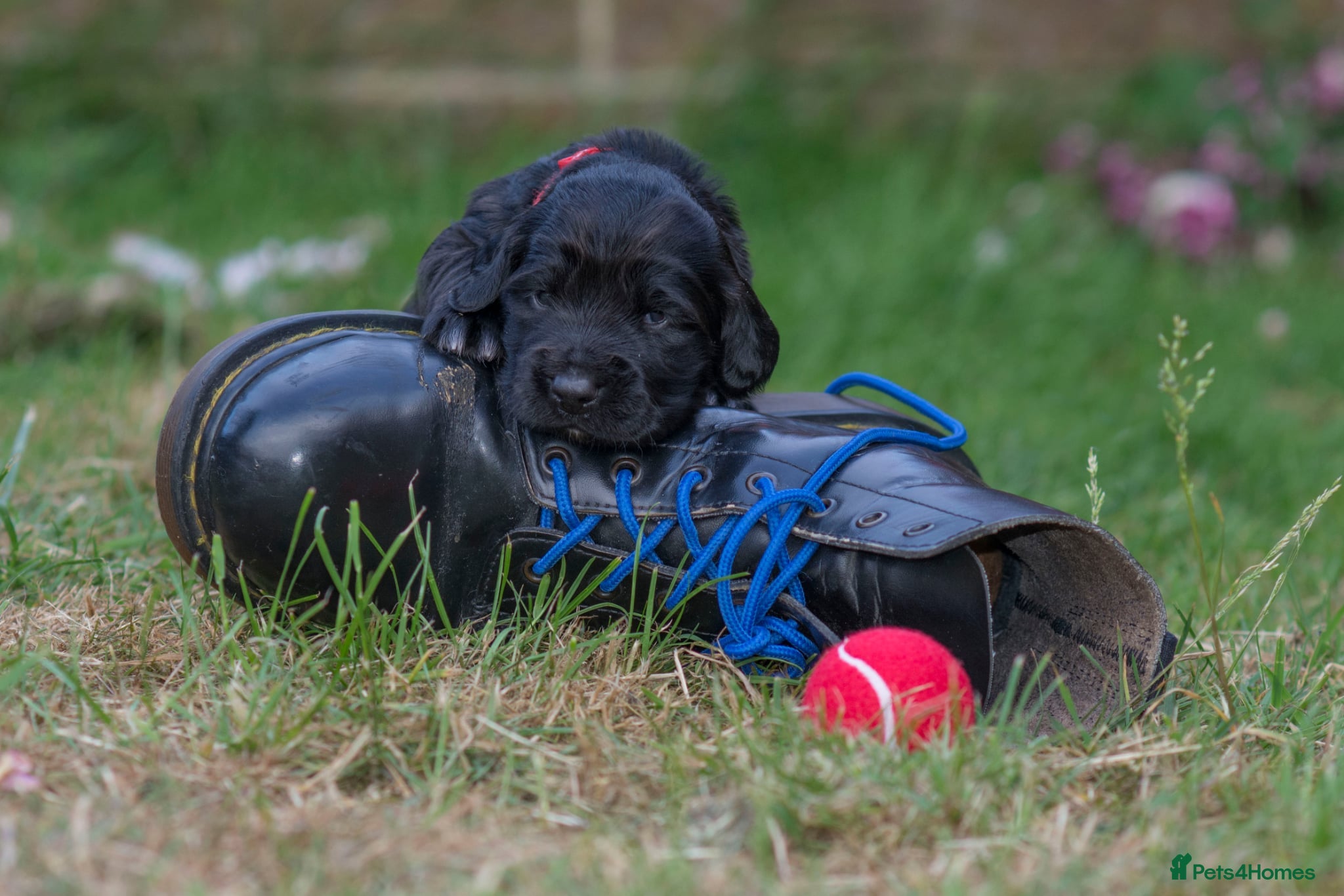 Sprocker dogs for sale: Sprocker puppies in Scunthorpe - Advert 18