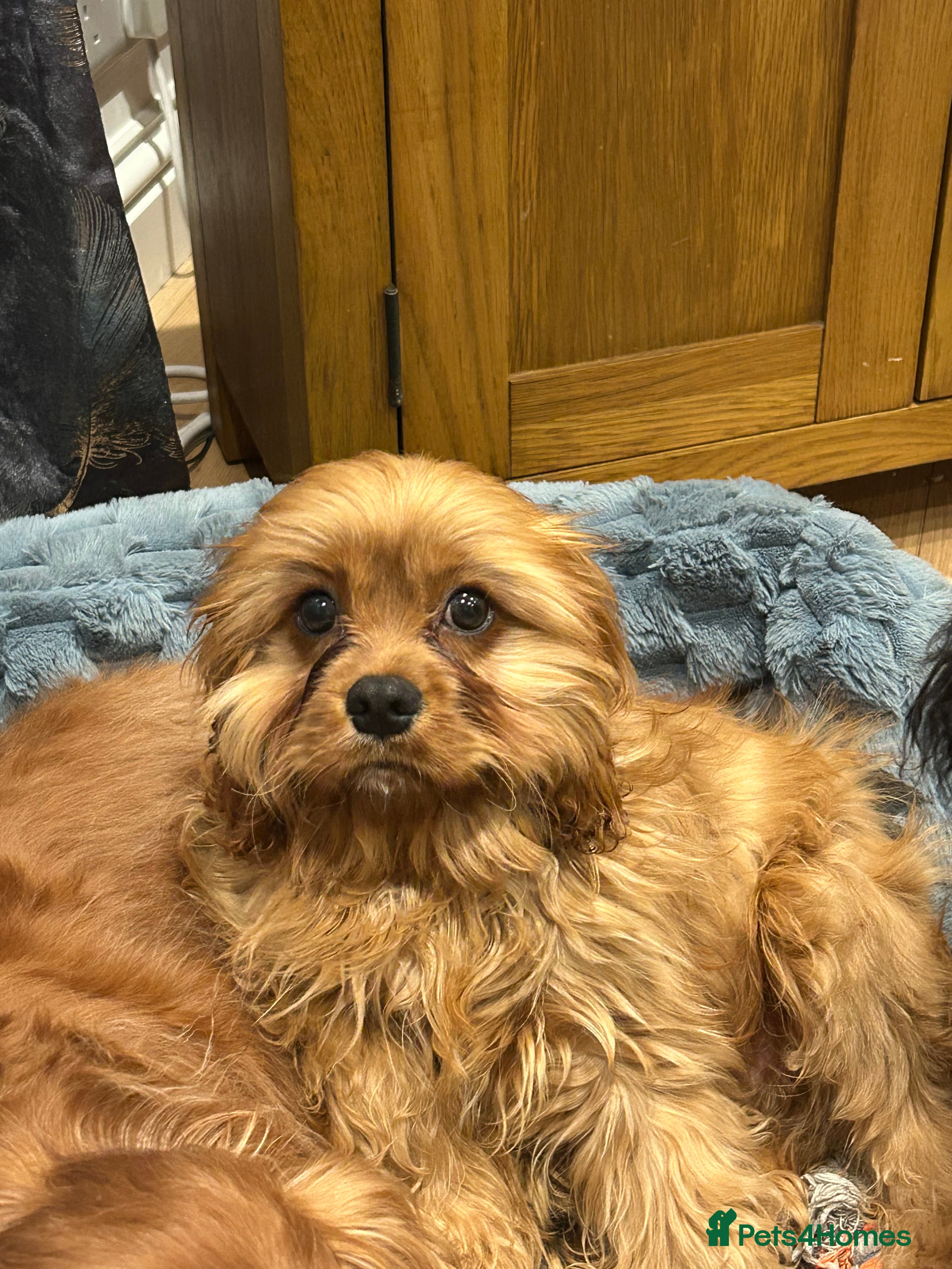 Cavapoo dogs Cavapoo F1 male puppy  - Advert 2