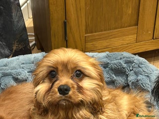 Cavapoo dogs Cavapoo F1 male puppy - Advert 2