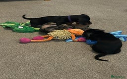 Miniature Dachshund dogs for sale: Little Legs, Big Hearts, Miniature Dachshunds x - Image 4