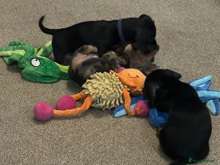 Miniature Dachshund dogs - Advert 6