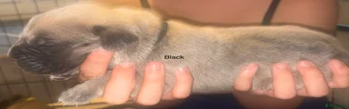Mixed Breed Puppy 4