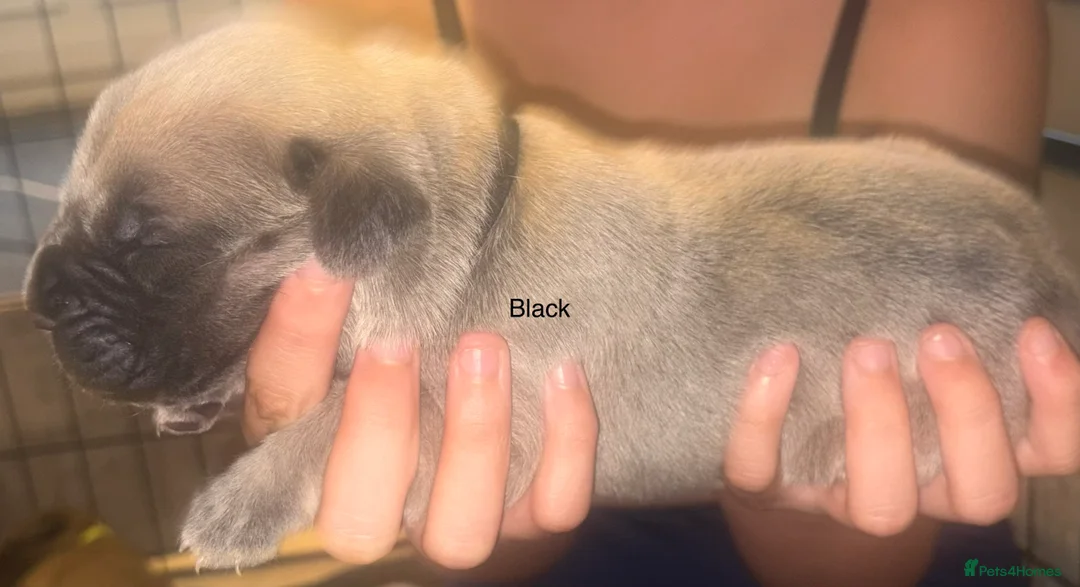 Cane Corso dogs for sale: Cane corso  - Advert 26