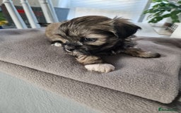 Malshi dogs for sale: Beautiful malshi puppies  - Image 14