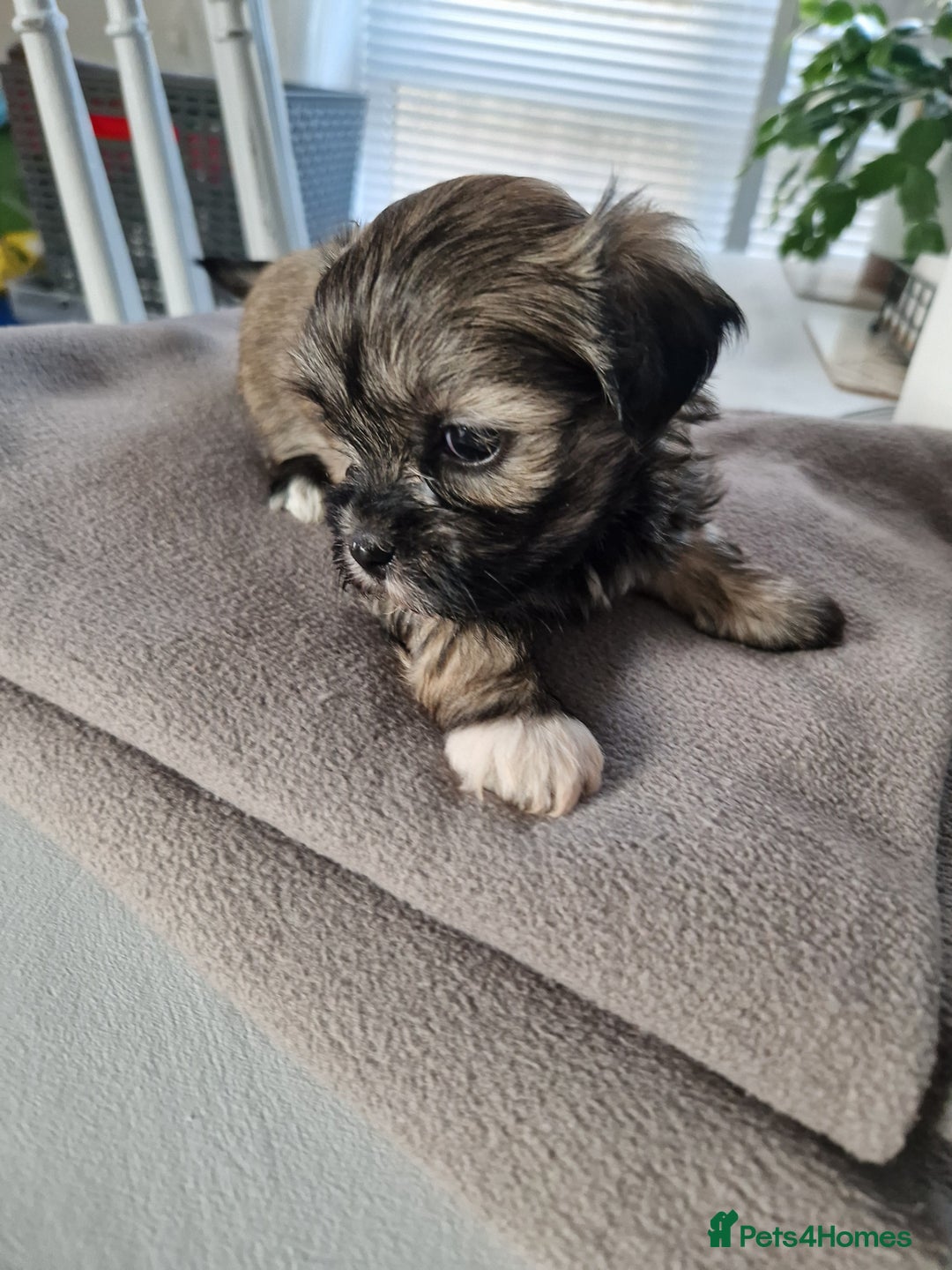 Malshi dogs for sale: Beautiful malshi puppies  - Image 14