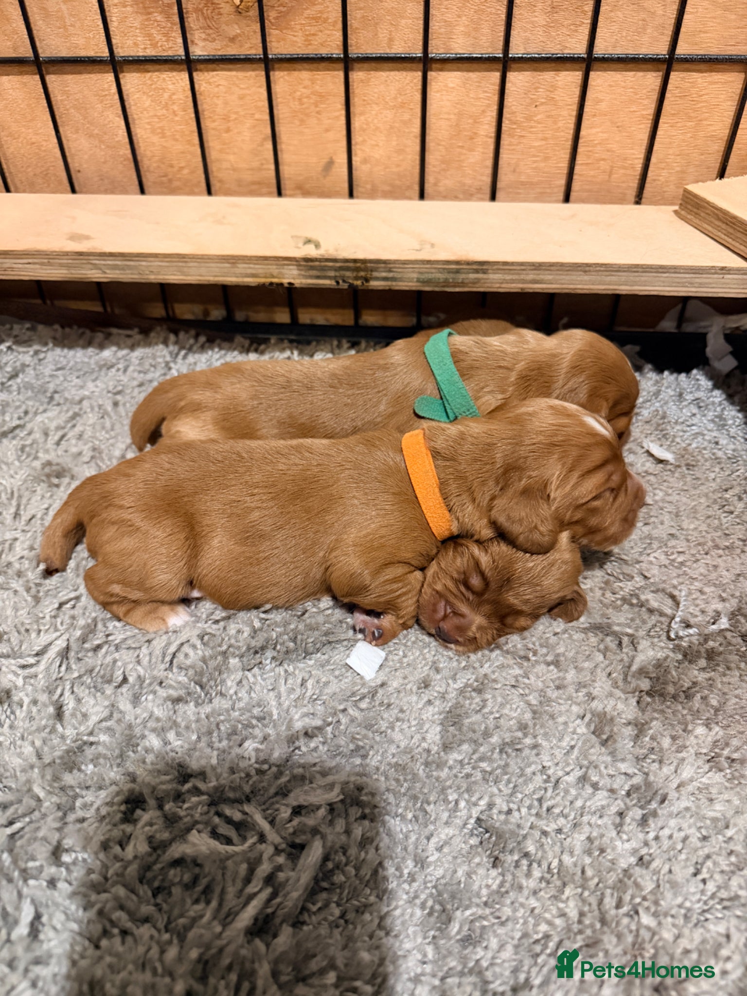 Cocker Spaniel dogs for sale: Working Cocker Pups- Exceptional pedigree  in Sandbach - Advert 10