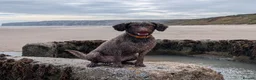 Spanish Water Dog dogs for sale: One remaining boy - Advert 1
