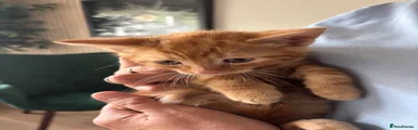 Mixed Breed Kitten 3