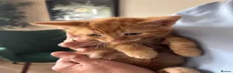 Mixed Breed cats for sale: Adorable kittens - Advert 4