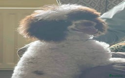 Miniature Poodle dogs for stud: KC registered Health tested Miniature Poodle in Alston - Image 4