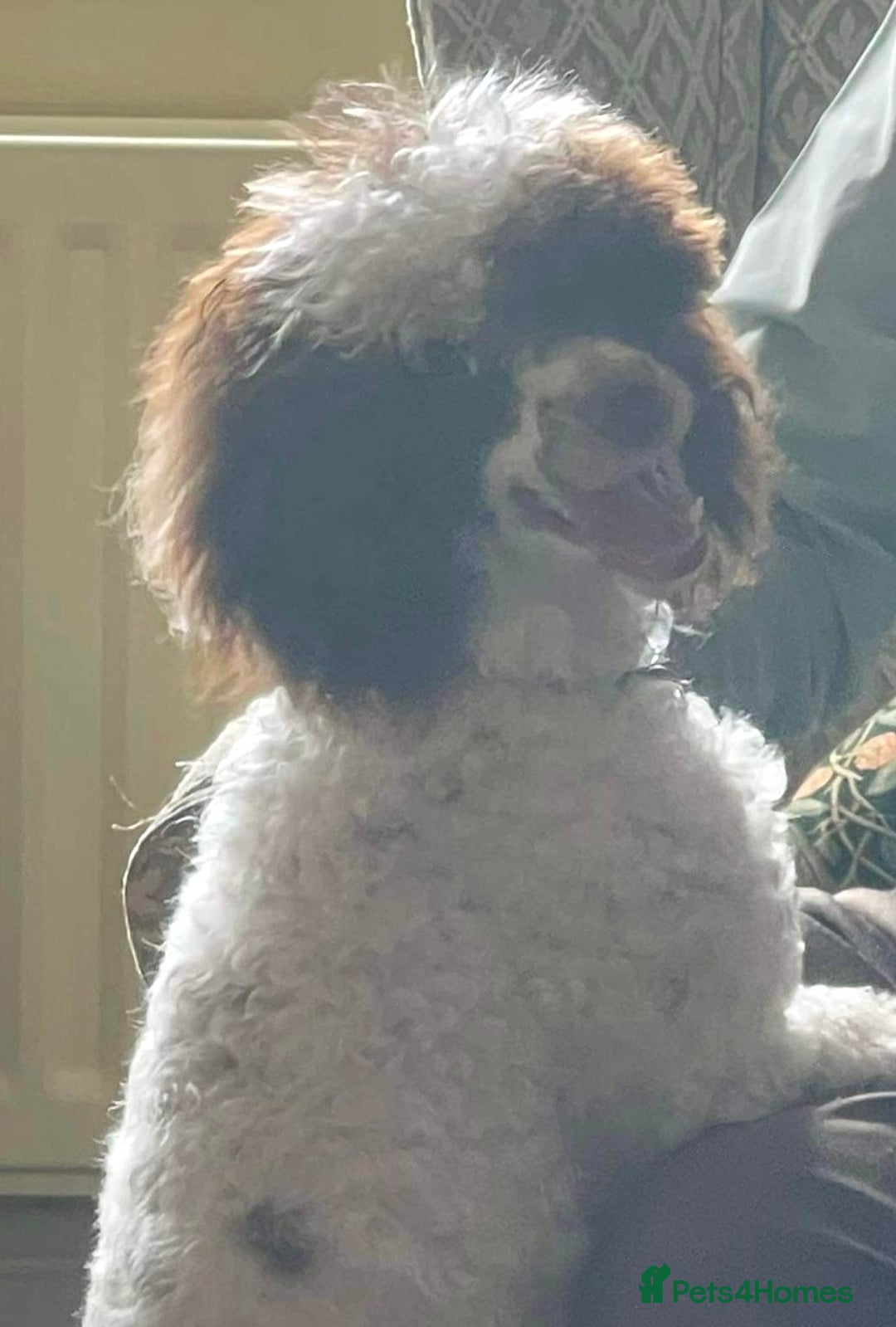 Miniature Poodle dogs for stud: KC registered Health tested Miniature Poodle in Alston - Image 4