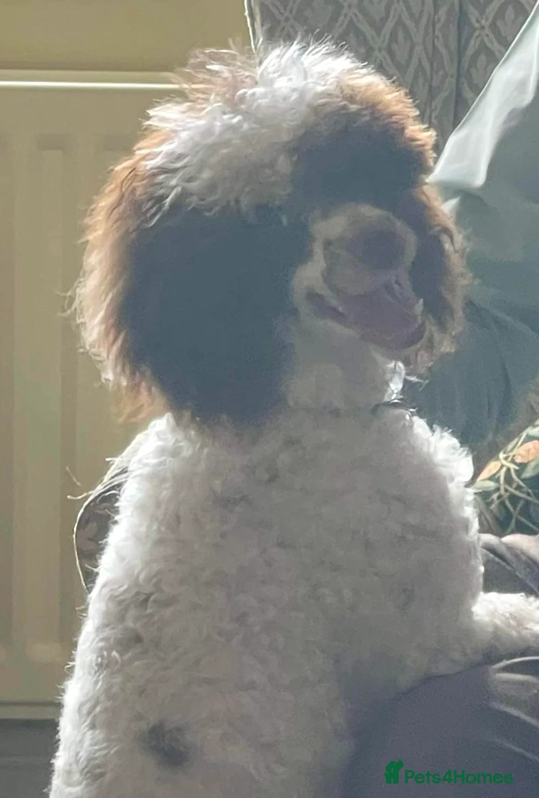 Miniature Poodle dogs for stud: KC registered Health tested Miniature Poodle in Alston - Advert 4