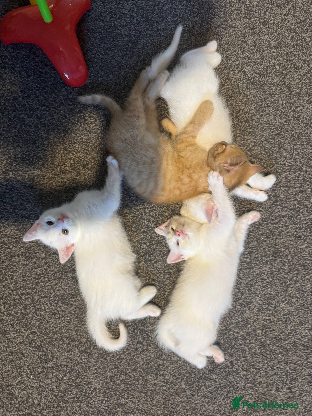 British Shorthair cats for sale: 4 gorgeous kittens  - Image 6
